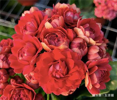 长寿花喷点“驱虫水”,病虫全不见,花芽蹭蹭冒不停!