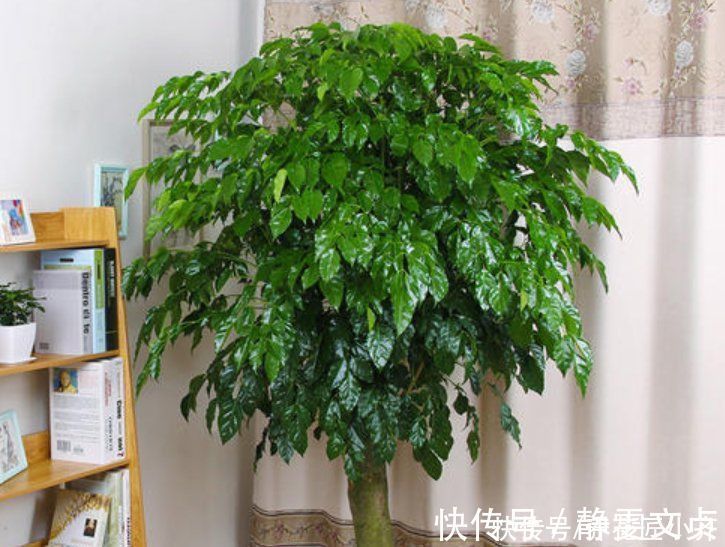 油绿|如果室内盆栽叶子油绿,一碰掉叶子,原因只有2个,救治很简单