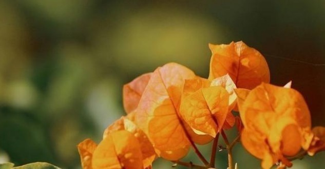 教你三角梅刚长出新叶来该怎么养护，才能快点开花，萌新涨姿势