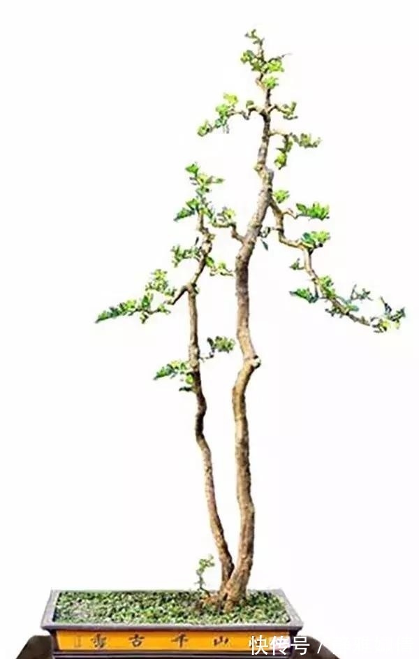 新貌|一组盆景作品欣赏，能达到法严、形美、意放、韵胜才是佳作