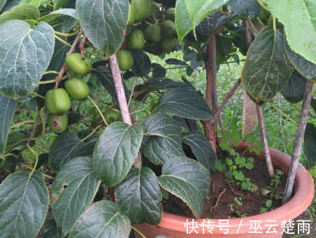 蓝莓|阳台再小,也要养4种果树,植株矮小,结果颇多,还能当盆栽欣赏