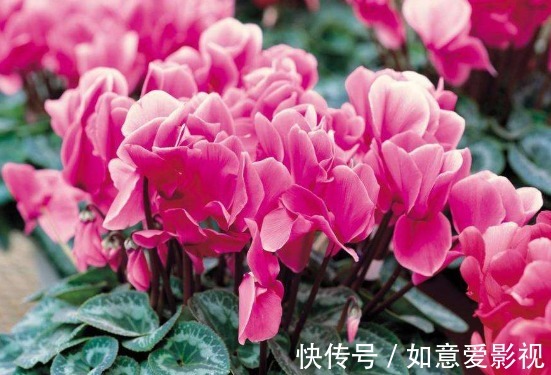 家养这4种花“好事不断”,寓意吉祥,添财增福,还能净化空气