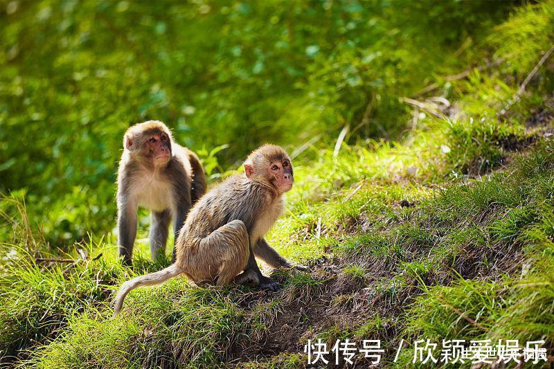 生肖|生肖猴8月后运势将好转，财运方面尤佳，生肖猴秒变富贵猴