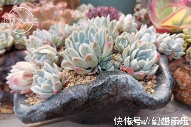 多肉上盆,2种东西垫盆底,不烂根不黑腐,安全零成本!