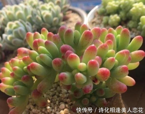 叶插|养花难不如盆栽多肉乙女心,既好看又好养,学会扦插法秒变多株
