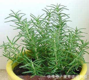睡眠质量|蚊虫不喜欢这种花，现在养养一盆，夏天连蚊香钱都省了