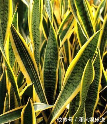 繁殖虎皮兰扦插“不地道”，“金虎纹”全消失，方法很重要