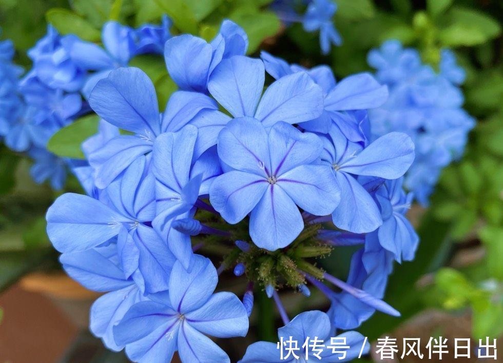 残花|夏天的蓝雪花,做好3件小事,开花多十倍,清新美丽