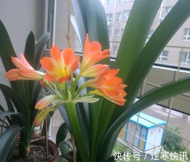 技巧|君子兰浇水4要点,掌握君子兰四季浇水技巧,开花爆盆不难