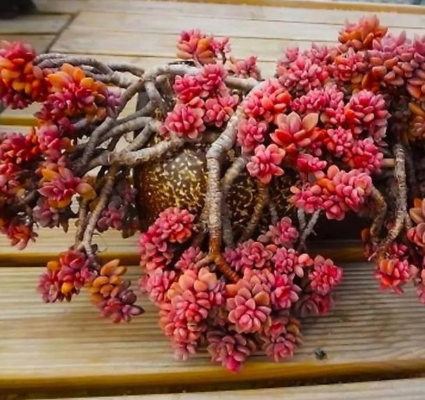 盆栽多肉如何顺利度夏做到少浇水，不砍头、撸叶子就够了