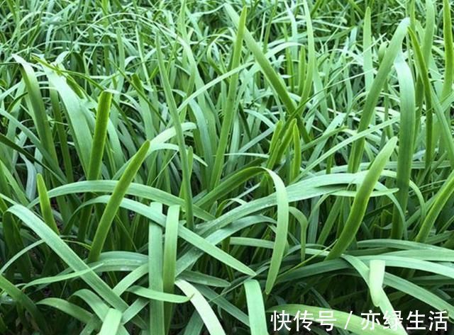 老爸种韭菜多年,越割韭菜长得越粗胖,就用了三个土办法