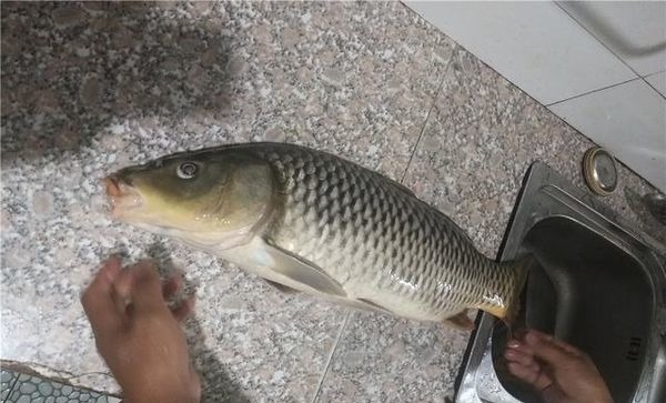 钓中大鱼后有3忌,把握不当则容易脱钩跑鱼,钓鱼人请记牢