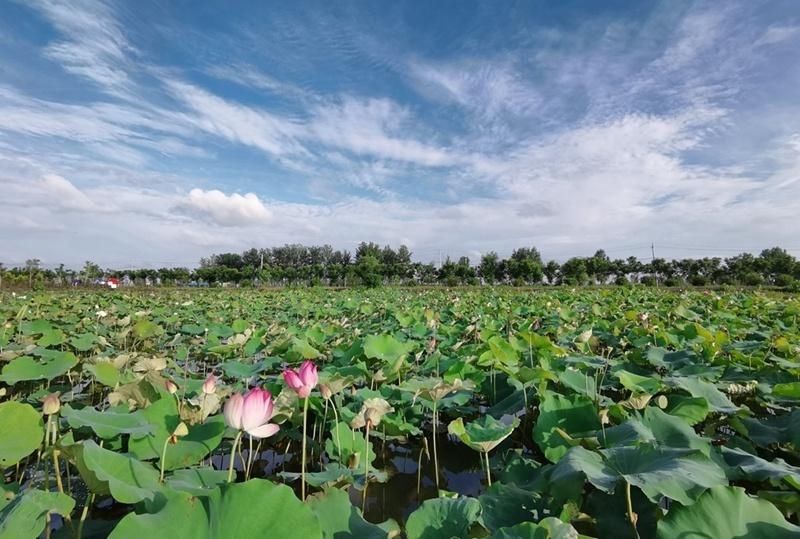 蟠桃|涡阳县曹市镇：“乡村旅游”为乡村振兴注入新动力