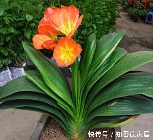  大白|养君子兰先养根，了解掌握3个要点，养出大白根，嗖嗖挤满盆！