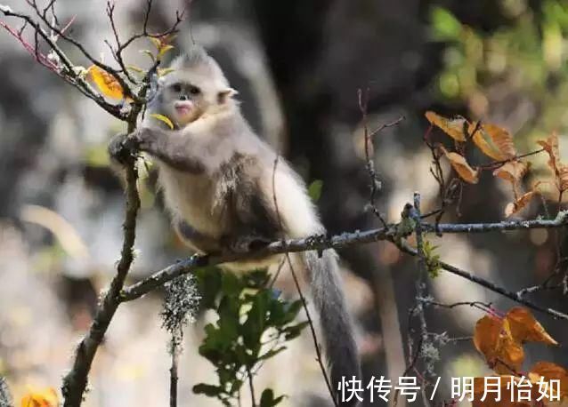 傈傈族|这里比香格里拉更接近天堂，比沙溪古镇原始百倍，宛如世外桃源