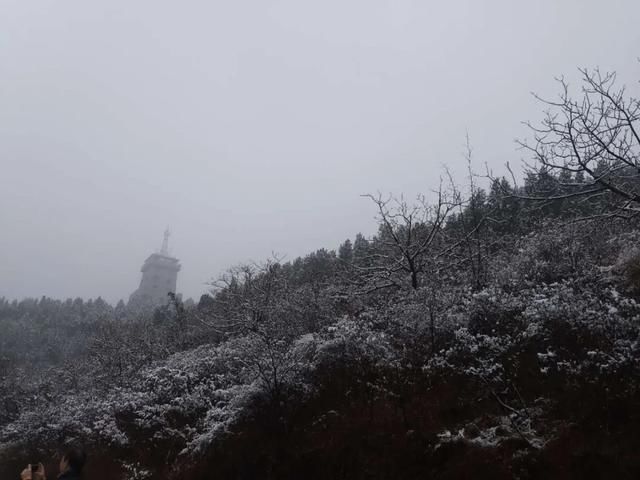 进来|大石崮森林公园喜提今冬初雪！点进来看雪景美图