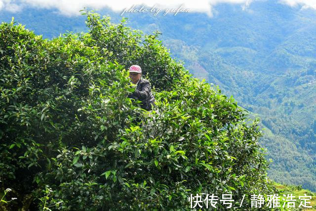 拉祜族|云南最有钱的村藏在大山深处，家家都是千万富翁，满山都是摇钱树