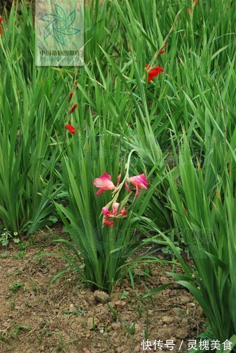 止痛|搜山黄，见过吗解毒散瘀，消肿止痛用于跌打损伤，咽喉肿痛