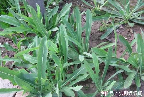 农村才有的三种野菜，功效很多，城里人吃不着