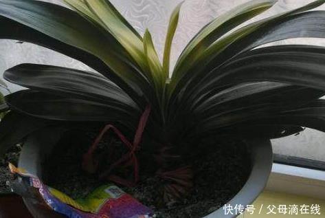君子兰出现这种情况,一定是缺肥,看老花农咋做,花友:长知识了