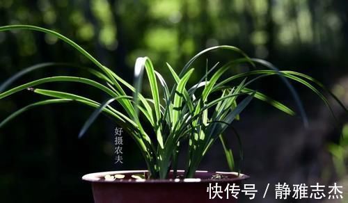 花卉|营养土的自制方法,兰友说:这样就简单了,明天开始做