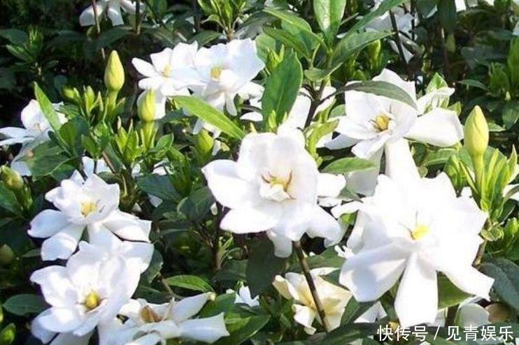 婀娜多姿|几款花卉花期长易打理,婀娜多姿,漂亮高贵优雅,对待新手很友好