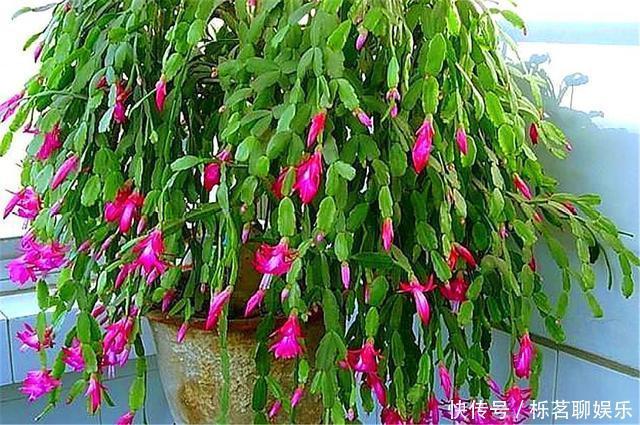 根系|蟹爪兰花后养护很重要，仅仅修剪还不够，做好这4点，开花大又多