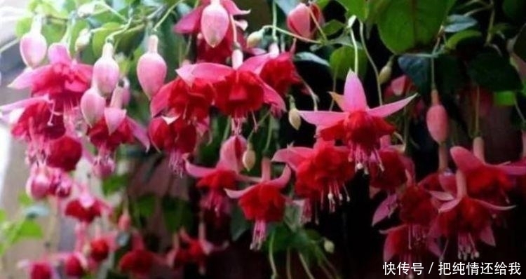 家里有庭院,最适合养3种花,沾土就能活,不易生病好养护