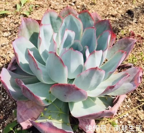 多肉中的“三仙”,颜值很高,扎根速度很快,桩子长到手臂粗