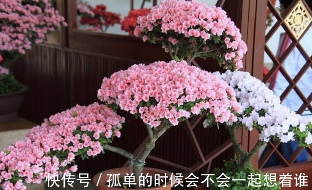 生根|“1种花”夏季扦插,一碰到土壤,“12天”长根系,1年后开满花!