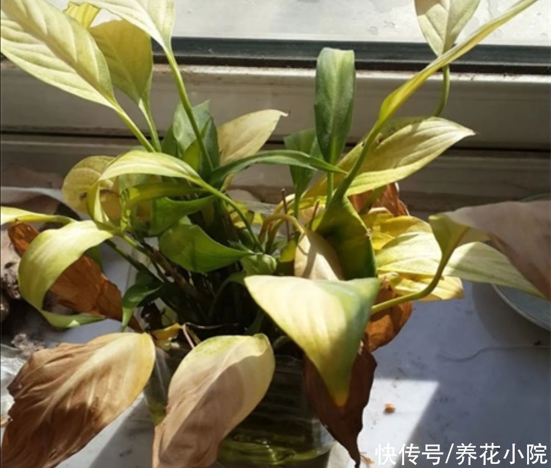 花卉|夏天6种花很怕晒，早做好遮阳，防止植株被晒伤