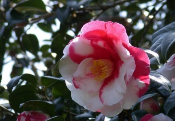 茶花#此花花姿丰盈,端庄高雅,有着自己的独特风姿,寓意着理想的爱情