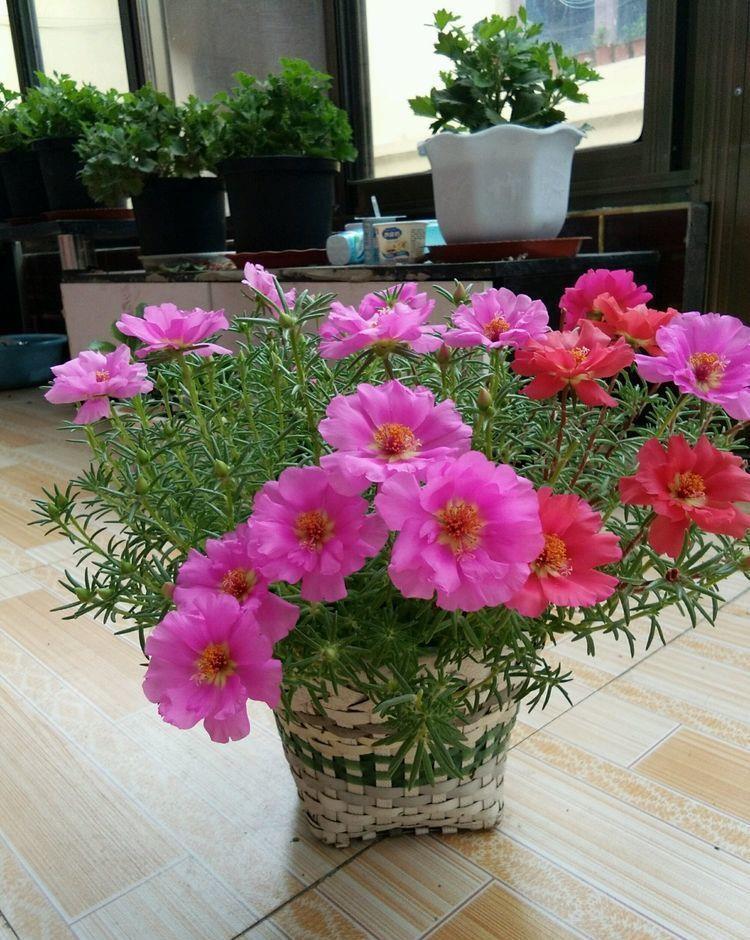 养花试试此几款，花开繁盛花香怡人，花大色艳很漂亮