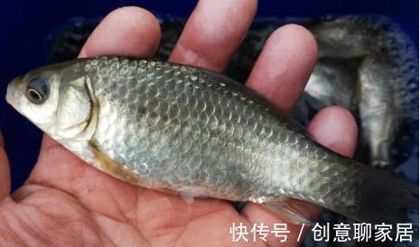 5种“逐渐消失”的小鱼，过去被嫌弃少人吃，如今却“价值不菲”