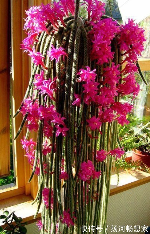 仙人掌科类|秋冬就养这“花”,越冷越爱开,比蟹爪兰还漂亮,养100盆也不多