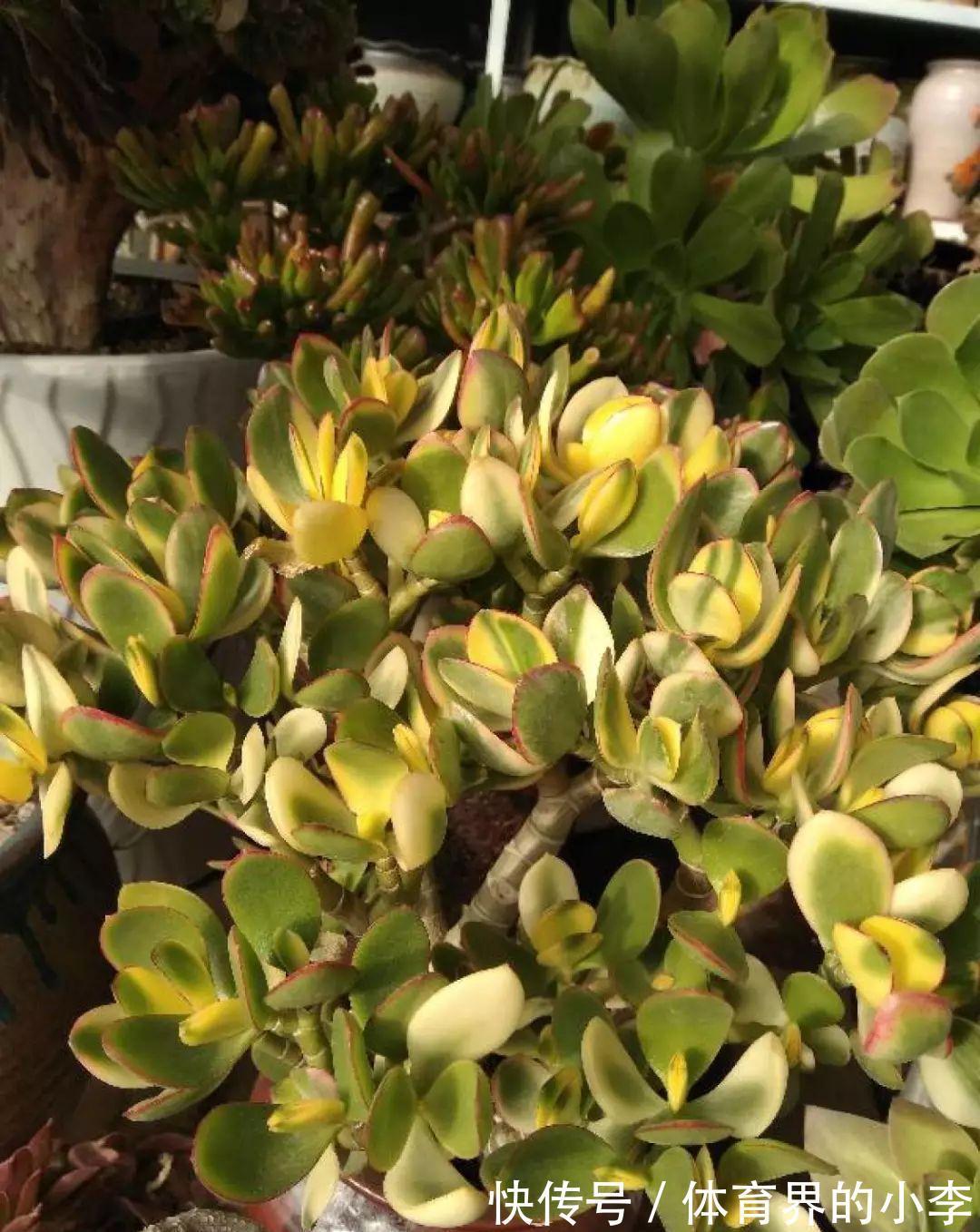 几块钱的小苗,邻居1年养成老桩,给1000块都不卖