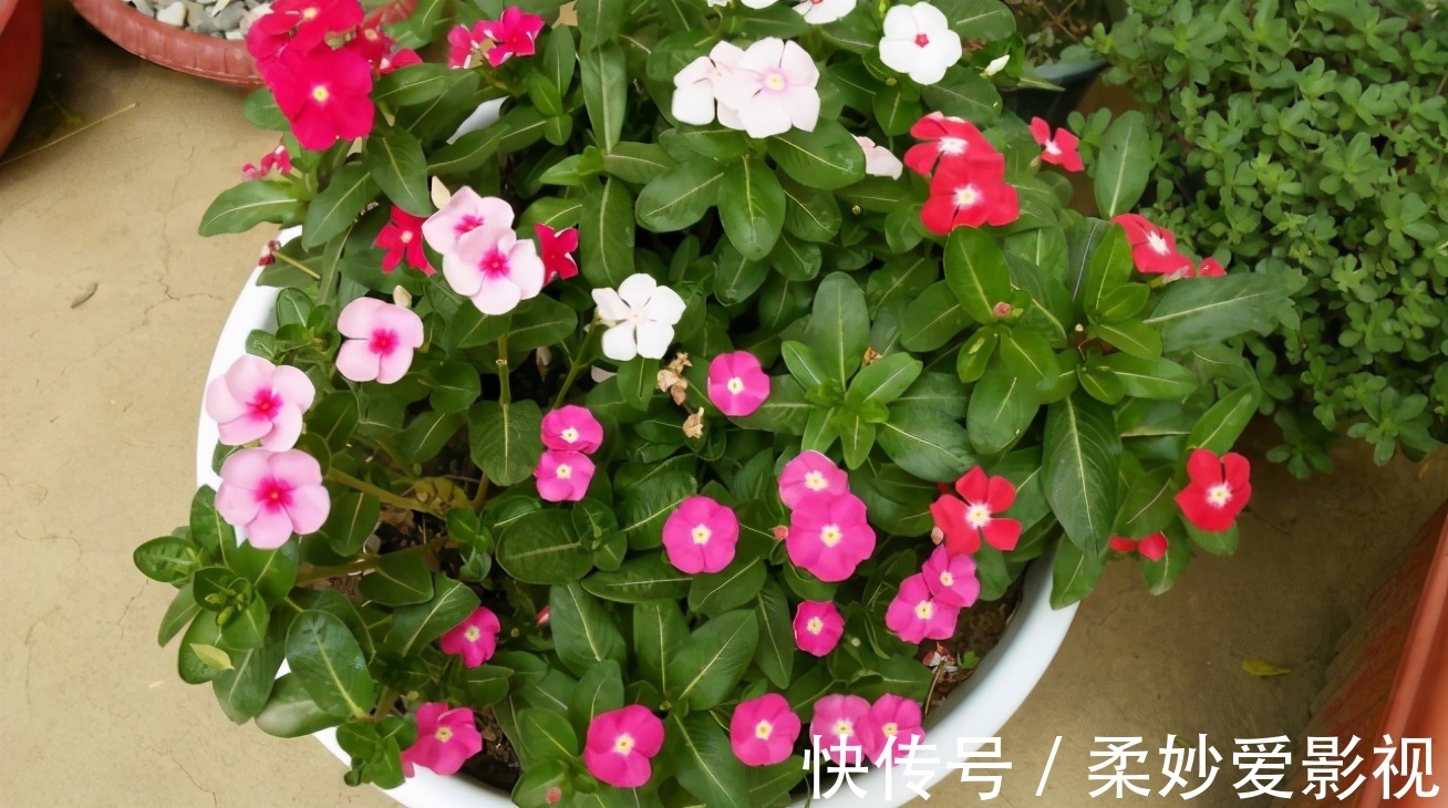 植物|养花养这3款,楼房阳台盆栽,微微看顾就能花开不断,惹人爱