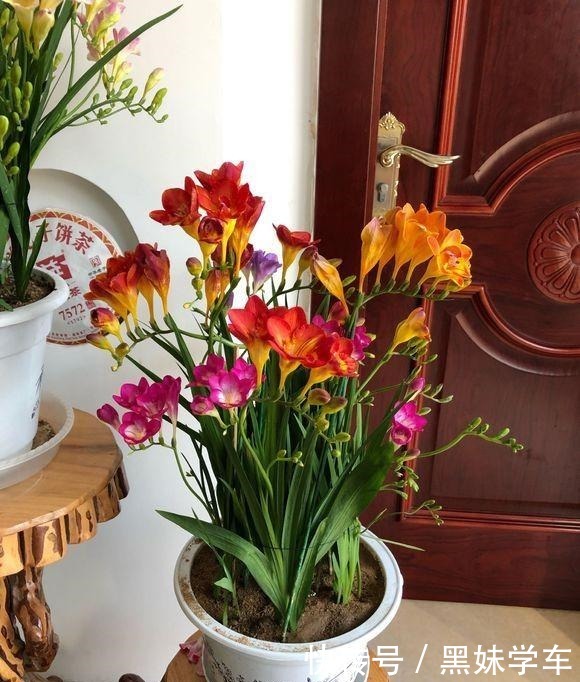 “天价”的兰花,比不上这种“土兰花”,香气飘十里,七仙女下凡!