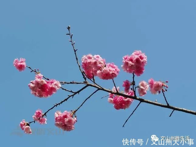 不用去日本!文山这里樱花烂漫!