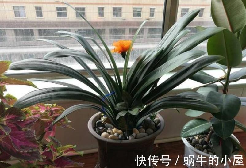 小灶|秋天君子兰进入生长关键期，提前给它“开小灶”，叶片肥厚又挺拔