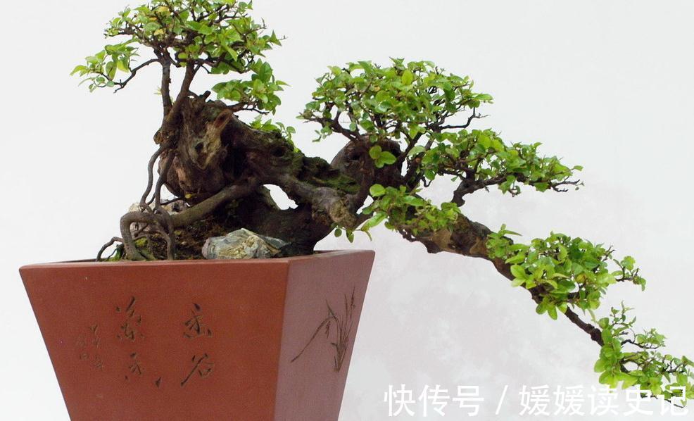 盆景制作，盆景原材料选择什么树种