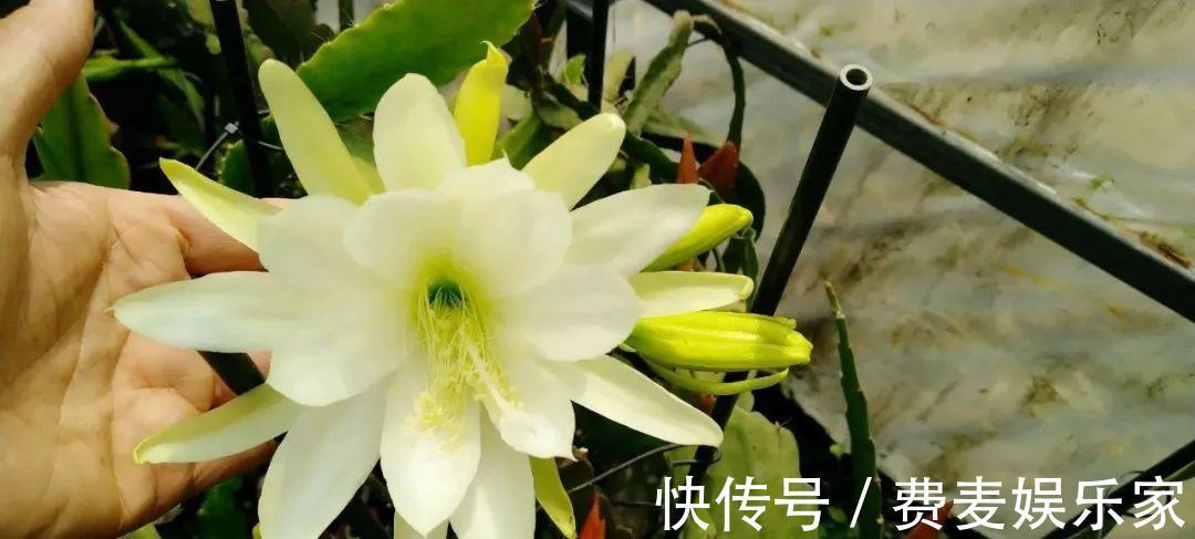 仙人|1种花不是真昙花,1次能开上百朵,比蟹爪兰美,怪不得都去抢假货