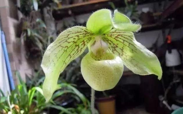 石斛兰|最全的兰花大鉴赏，看看你都见过几种兰花！