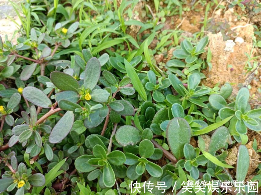 益母草|6种农村常见的野菜,比青菜还好吃,营养价值高,家乡人都喜欢吃