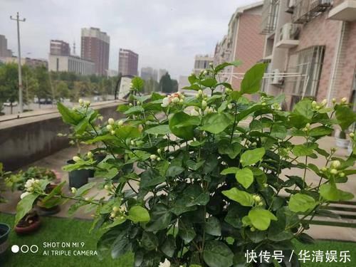 天下第一香,茉莉老树桩,轻松养成茉莉树,高端典雅大盆景