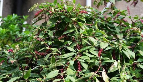 它长得像人参，红色茎有毒，绿茎却是上等野菜，成农民“摇钱树”