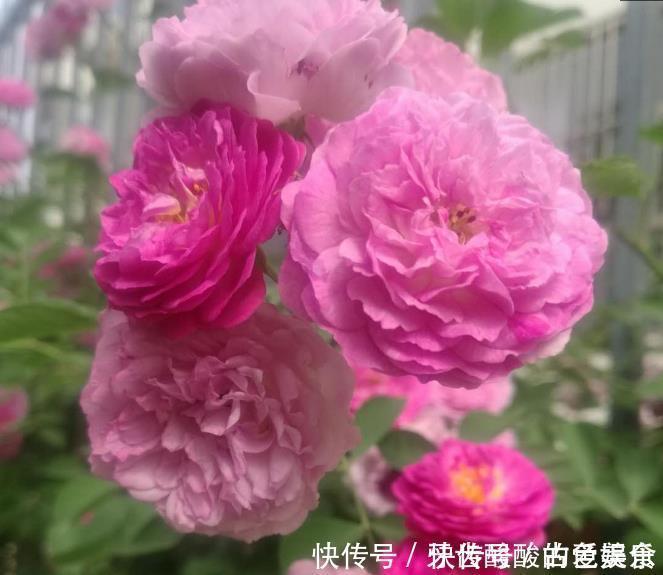 种花|4种花很耐养,沾土就能活,招财纳福好运来,日子越过越红火