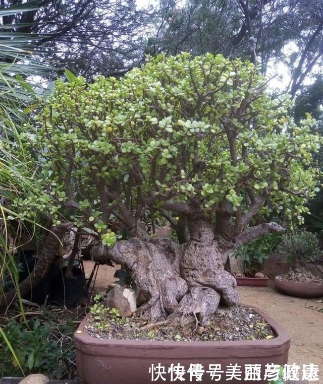 紫藤|4种花养成老桩,价格能翻好几倍,开花也更多!