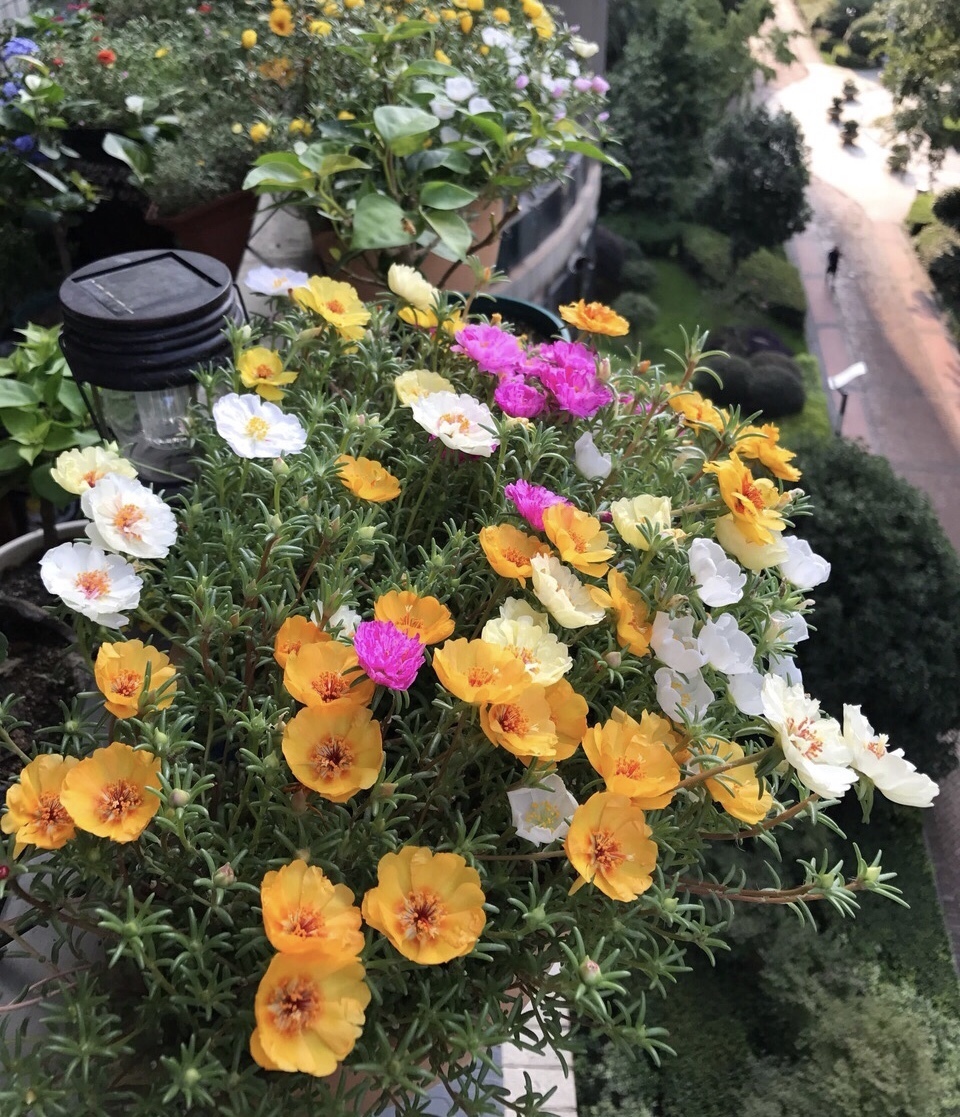 花期|养4种花,花朵凋谢“别等了”,咔嚓剪几刀,30天后又开一茬花