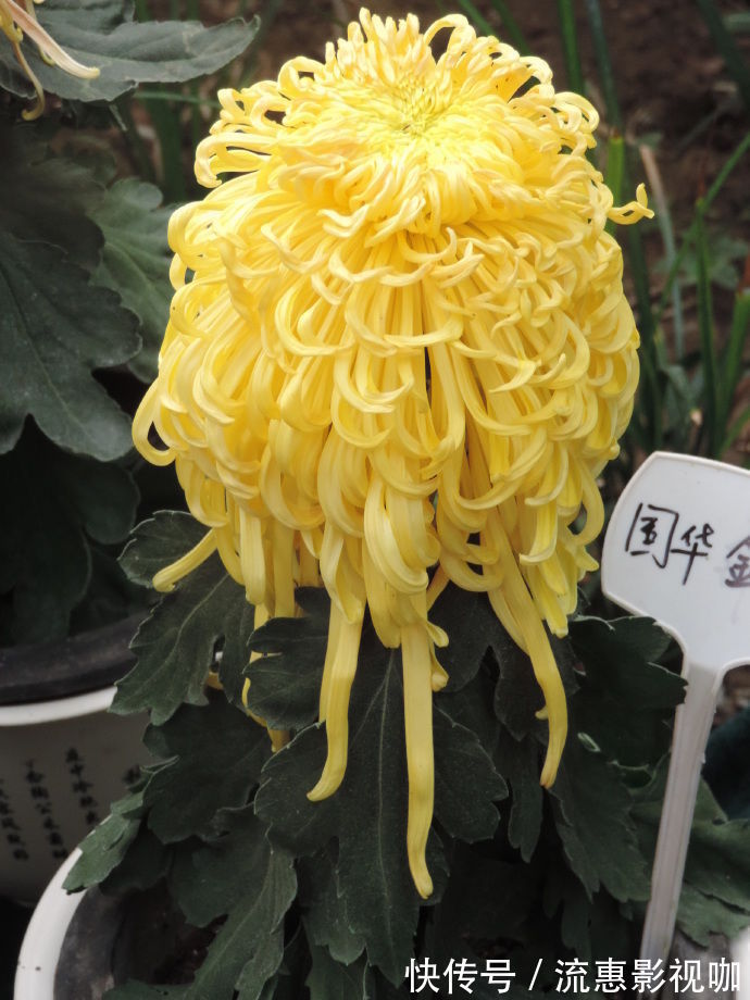 茶梅|喜欢菊花,不如养盆“精品玫瑰”安吉拉夫人,花香袭人姹紫嫣红!